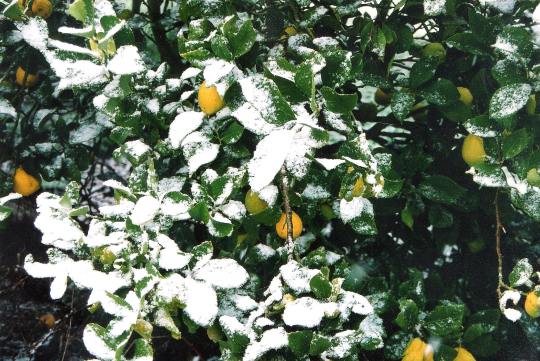 Dawn Whitehand snow lemons