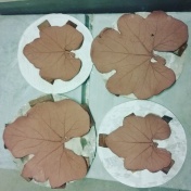Plates imprinted with Pumpkin Leaves